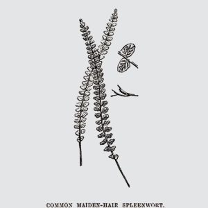 Common Maiden-Hair Spleenwort Fern