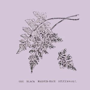 Black Maiden-Hair Spleenwort Fern