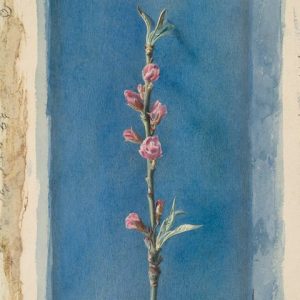 John Ruskin, Twig of Peach Bloom